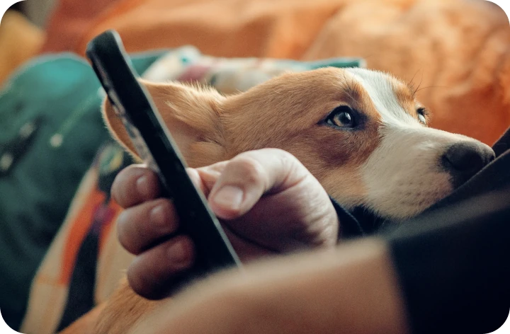 Hand holding a phone beside a sleeping dog