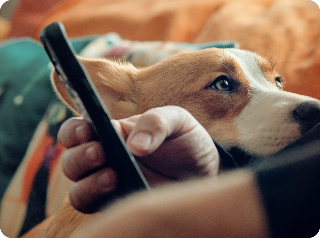 Dog resting its head on a hand holding a phone